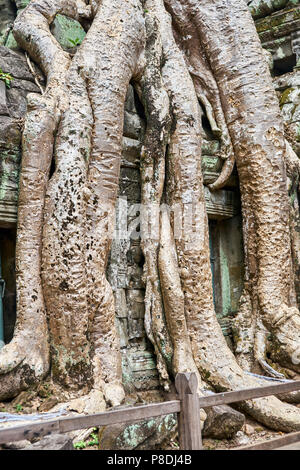 Les racines des arbres croissant sur les murs à Angkor Thom Banque D'Images