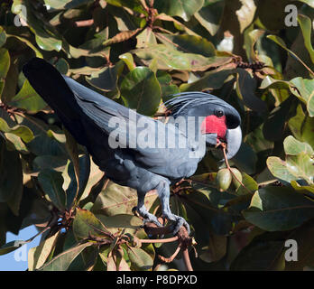 (Probosciger aterrimus Palm Cockatoo) l'alimentation, la péninsule du Cap York, Far North Queensland, Australie, Queensland, FNQ Banque D'Images