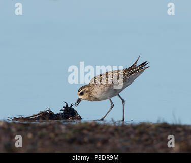 Pacific Golden Plover (Pluvialis fulva) Plage de Chili, l'alimentation, la péninsule du Cap York, Far North Queensland, Australie, FNQ Banque D'Images