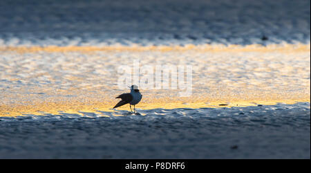 Abstract silhouette d'un Red-capped Plover (Charadrius ruficapillus) marcher sur la plage à l'aube, la péninsule du Cap York, au nord jusqu'Queensl Banque D'Images