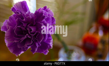 Photo de fleur pourpre pris Fermer Banque D'Images