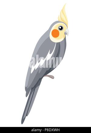 Cockatiel perroquet oiseau. Perroquet sur affiches, livres enfants la direction générale de l'illustration. Oiseau Tropical style dessin animé. Isolé sur fond blanc. Illustration de Vecteur