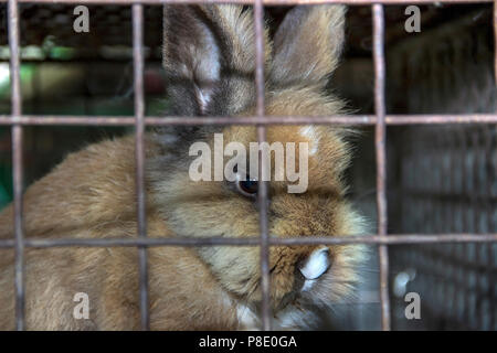 Belo Blato Village, la Voïvodine, Serbie - Brown lapin dans une cage Banque D'Images