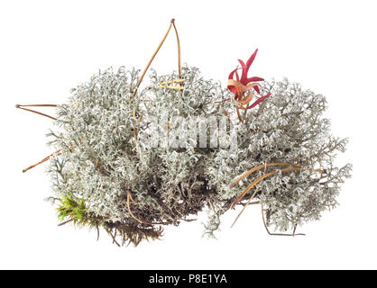 Lichen Cladonia rangiferina (Rennes) isolé sur fond blanc Banque D'Images