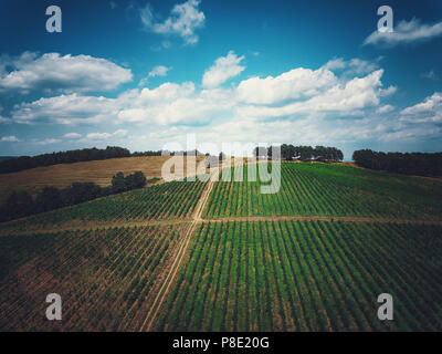Vue aérienne sur vigne en Europe. Banque D'Images