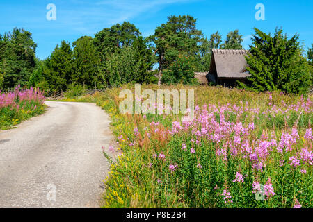 Route de campagne par le biais de fleurs sauvages. L'Estonie, Europe Banque D'Images