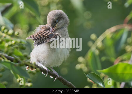 Jeune Pie-grièche écorcheur (Lanius collurio), se trouve dans les buissons et nettoie lui-même, de l'Ems, Basse-Saxe, Allemagne Banque D'Images