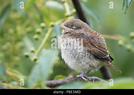 Jeune Pie-grièche écorcheur (Lanius collurio), dormir dans les buissons, de l'Ems, Basse-Saxe, Allemagne Banque D'Images