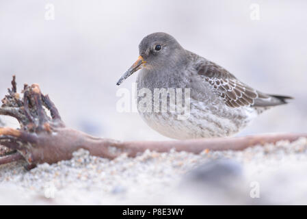 Bécasseau violet (Calidris maritima) sur la plage de sable à la recherche de nourriture, l'île de Helgoland, Schleswig-Holstein, Allemagne Banque D'Images