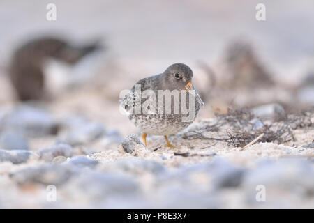 Bécasseau violet (Calidris maritima) sur la plage de sable à la recherche de nourriture, l'île de Helgoland, Schleswig-Holstein, Allemagne Banque D'Images