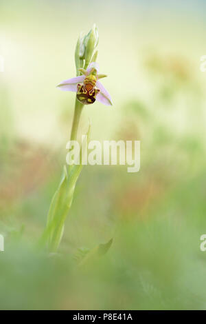 L'orchidée abeille (Ophrys apifera) dans un pré près de Erfurt, Thuringe, Allemagne Banque D'Images