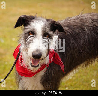 Le noir et blanc grand Lurcher il porte un bandana rouge Banque D'Images