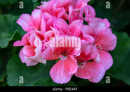 Un groupes de petites fleurs roses et blanches Banque D'Images