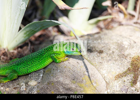 Lacerta viridis sur les roches Banque D'Images