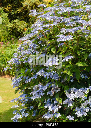 Lacecap bleu et blanc de fleurs en fleurs l'été, l'Hydrangea serrata arbuste rustique 'Bluebird' Banque D'Images