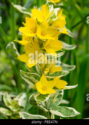 Fleurs d'un jaune vif complètent le feuillage panaché de la salicaire, repéré hardy Lysimachia punctata 'Alexander' Banque D'Images