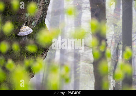 L'Amadou Fomes fomentarius (champignon) dans la forêt du printemps, Hesse, Allemagne Banque D'Images