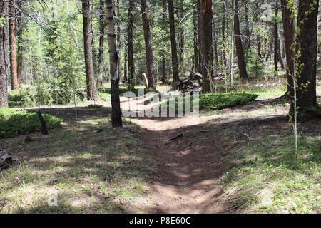 Randonnée pédestre Sentier du Col Hankins Banque D'Images