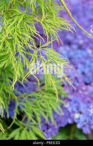 Acer palmatum var. Dissectum. Les feuilles des arbres d'érable japonais lisse Banque D'Images