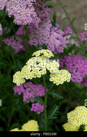 L'Achillea 'Summer citron fruits'. L'Achillea millefolium 'Summer citron fruits'. Fleurs de millefeuille Banque D'Images