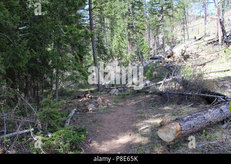 Randonnée pédestre Sentier du Col Hankins Banque D'Images