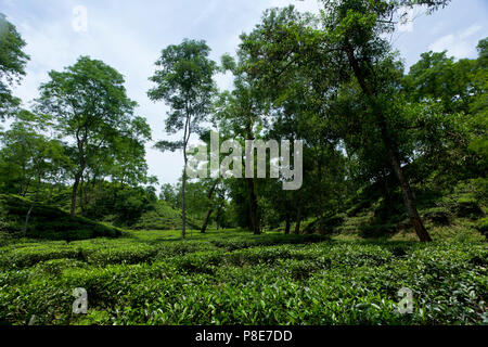 Jardin de thé à Khadimnagar. Sylhet, Bangladesh. Banque D'Images