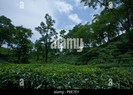 Jardin de thé à Khadimnagar. Sylhet, Bangladesh. Banque D'Images