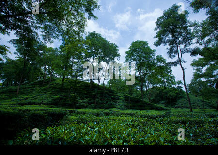 Jardin de thé à Khadimnagar. Sylhet, Bangladesh. Banque D'Images