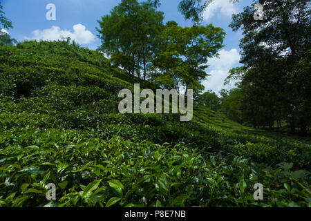 Jardin de thé à Khadimnagar. Sylhet, Bangladesh. Banque D'Images