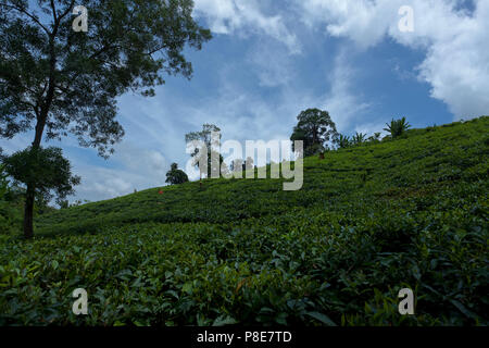 Jardin de thé à Khadimnagar. Sylhet, Bangladesh. Banque D'Images