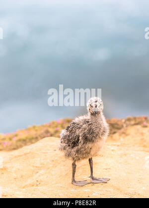 Seagull Chick Banque D'Images