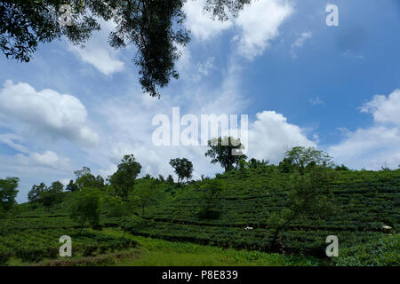 Jardin de thé à Khadimnagar. Sylhet, Bangladesh. Banque D'Images