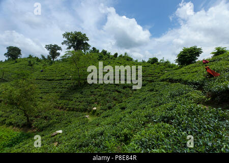 Jardin de thé à Khadimnagar. Sylhet, Bangladesh. Banque D'Images