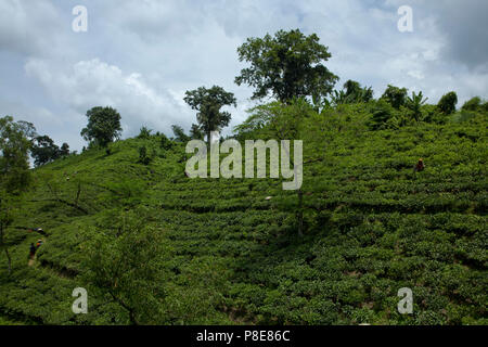 Jardin de thé à Khadimnagar. Sylhet, Bangladesh. Banque D'Images