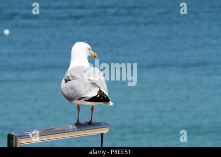 Adultes, Seagull perché sur une structure métallique, Newquay, Cornwall, England, UK Banque D'Images