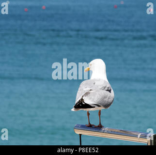 Adultes, Seagull perché sur une structure métallique, Newquay, Cornwall, England, UK Banque D'Images