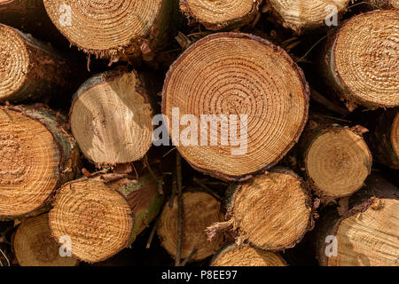 Fullframe arrière-plan d'un tas de troncs d'arbres abattus dans une forêt. Les anneaux de croissance des arbres sont clairement visibles. Banque D'Images