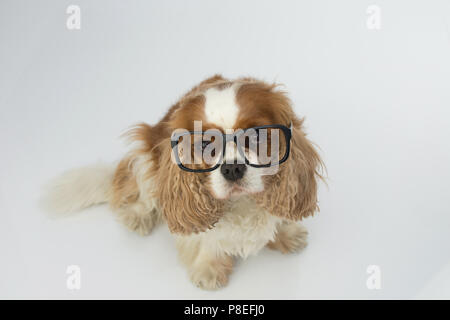 CAVALIER MIGNON CHIEN À LA RECHERCHE DES LUNETTES NOIRES ISOLÉ SUR FOND BLANC. Banque D'Images