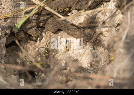 Guêpe commune Vespula Vulgaris (NID) dans un trou naturel sur une berge à Surrey, UK Banque D'Images