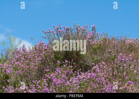 Heather Bell pourpre en été dans la région de Surrey, UK Banque D'Images