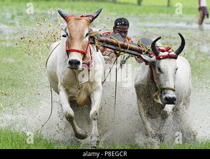 Les villageois de l'ouest du Bengale (Inde) organiser des courses de taureaux dans le cadre de la fête des vendanges Banque D'Images