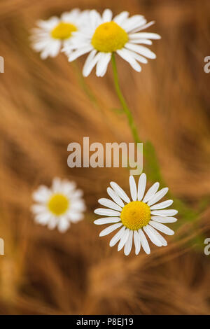 Ox-eye daisies dans champ d'orge, Angus, Scotland. Banque D'Images