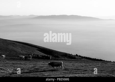 Quelques vaches et chevaux pâturage sur une montagne au coucher du soleil, avec le brouillard sur la vallée en dessous Banque D'Images