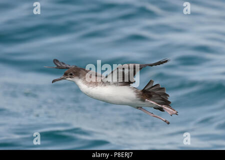 (Puffinus puffin yelkouan), en battant, Sardiania, Italie Banque D'Images