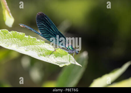 Blauflügel-Prachtlibelle Prachtlibelle Männchen,,, Calopteryx virgo, bluewing, Belle Demoiselle, demoiselle agrion, homme, le caloptéryx vierge, le Banque D'Images