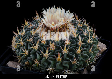 Cactus Echinofossulocactus avec flower isolated on Black Banque D'Images