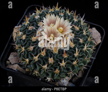 Cactus Echinofossulocactus avec flower isolated on Black Banque D'Images