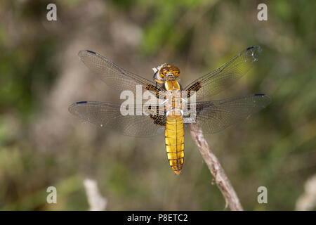 Plattbauch Plattbauch-Libelle Weibchen,,, Plattbauchlibelle, Libellula depressa, large-corsé, Broadbodied Chaser Chaser chaser corsé, large, large-b Banque D'Images