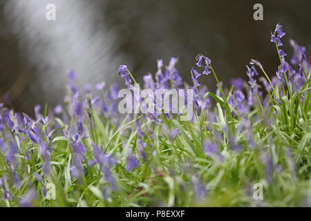 Bluebells, Robin Hood, Derbyshire, Royaume-Uni Banque D'Images