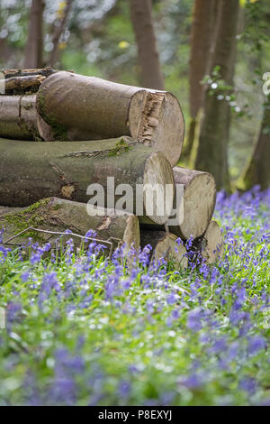 Bluebells, Robin Hood, Derbyshire, Royaume-Uni Banque D'Images